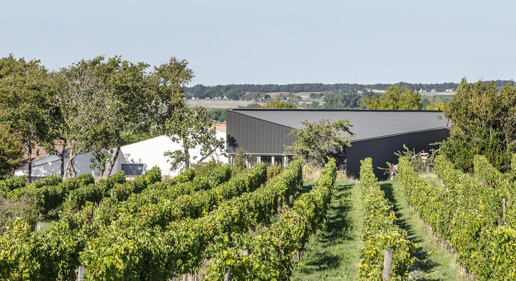 Les Hauts de Talmont sur Gironde Une Américaine dans nos vignes