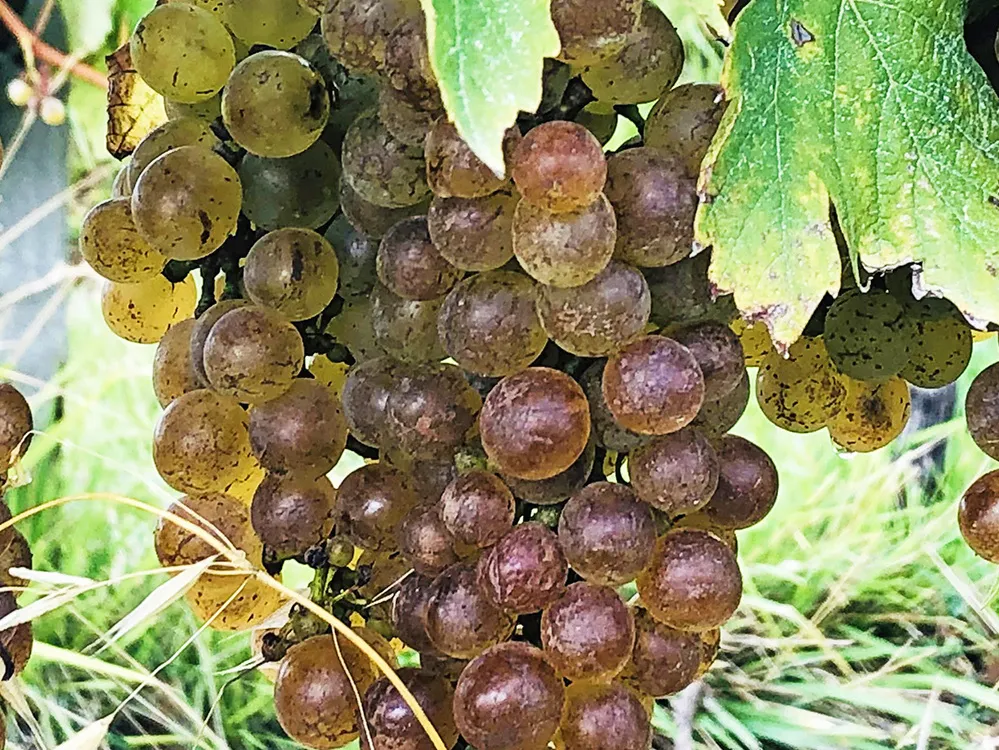 cépage Colombard, colombard les hauts de Talmont, vin bio en biodynamie, vin en biodynamique