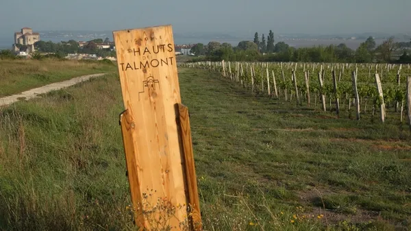 Vignoble charente maritime, merlot, colombard, folle blanche, les Hauts de Talmont, Vin bio, biodynamie, DEMETER