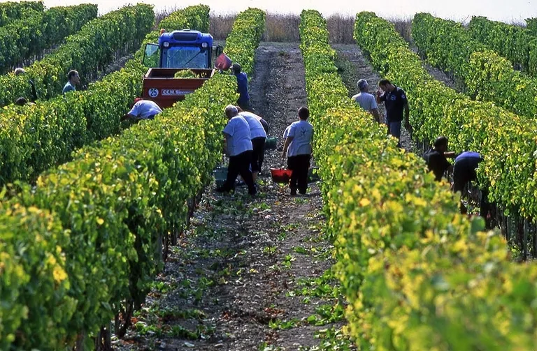Vendanges aux hauts de talmont, vin en biodynamie 17, domaine en biodynamie 17