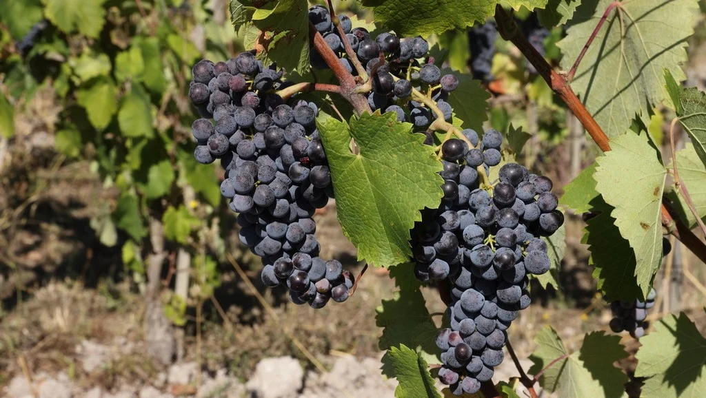balzac-noir-vignoble-les-hauts-de-talmont-veraison-aout-2026