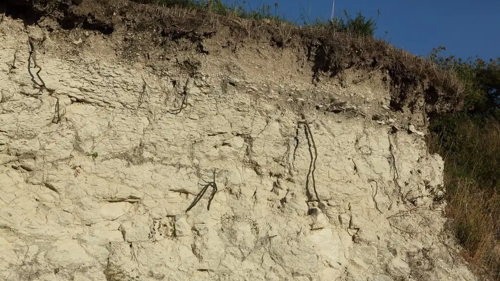 systeme-racinaire-des-vignes-de-la-falaise-du-caillaud-de-talmont-sur-gironde