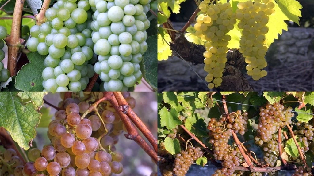cepage-colombard-vignoble-les-hauts-de-talmont-differntes-maturites