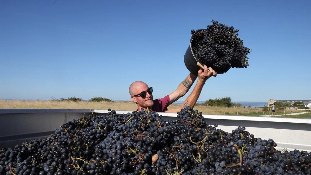 vendanges-manuelles-du-merlot-au-vignoble-les-hauts-de-talmont-septembre-2026